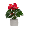 Red Coneflower